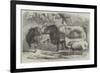 Prize Cattle and Sheep at the Royal Agricultural Society's Show, at Leicester-Samuel John Carter-Framed Giclee Print