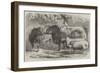 Prize Cattle and Sheep at the Royal Agricultural Society's Show, at Leicester-Samuel John Carter-Framed Giclee Print