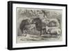 Prize Cattle and Sheep at the Royal Agricultural Society's Show, at Leicester-Samuel John Carter-Framed Giclee Print