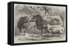 Prize Cattle and Sheep at the Royal Agricultural Society's Show, at Leicester-Samuel John Carter-Framed Stretched Canvas