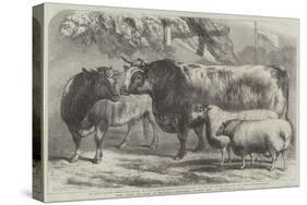 Prize Cattle and Sheep at the Royal Agricultural Society's Show, at Leicester-Samuel John Carter-Stretched Canvas