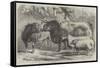 Prize Cattle and Sheep at the Royal Agricultural Society's Show, at Leicester-Samuel John Carter-Framed Stretched Canvas