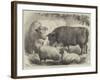 Prize Cattle and Sheep at the Smithfield Club Show-Samuel John Carter-Framed Giclee Print