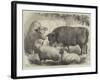 Prize Cattle and Sheep at the Smithfield Club Show-Samuel John Carter-Framed Giclee Print