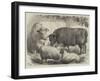 Prize Cattle and Sheep at the Smithfield Club Show-Samuel John Carter-Framed Giclee Print