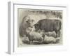 Prize Cattle and Sheep at the Smithfield Club Show-Samuel John Carter-Framed Giclee Print