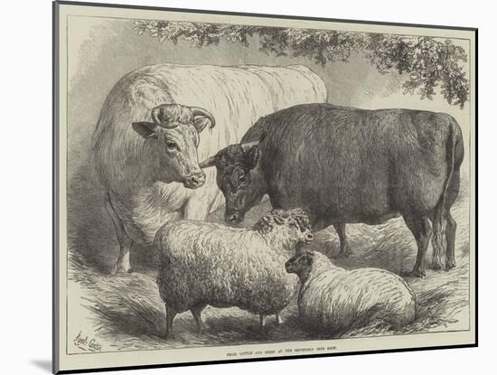 Prize Cattle and Sheep at the Smithfield Club Show-Samuel John Carter-Mounted Giclee Print