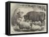 Prize Cattle and Sheep at the Smithfield Club Show-Samuel John Carter-Framed Stretched Canvas