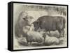 Prize Cattle and Sheep at the Smithfield Club Show-Samuel John Carter-Framed Stretched Canvas