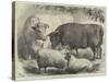 Prize Cattle and Sheep at the Smithfield Club Show-Samuel John Carter-Stretched Canvas