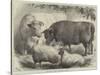 Prize Cattle and Sheep at the Smithfield Club Show-Samuel John Carter-Stretched Canvas