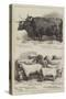 Prize Cattle and Sheep at the Smithfield Club Show-Alfred Sheldon-Williams-Stretched Canvas