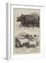 Prize Cattle and Sheep at the Smithfield Club Show-Alfred Sheldon-Williams-Framed Giclee Print