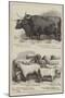 Prize Cattle and Sheep at the Smithfield Club Show-Alfred Sheldon-Williams-Mounted Giclee Print