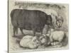 Prize Cattle and Sheep at the Smithfield Club Show-Samuel John Carter-Stretched Canvas