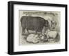 Prize Cattle and Sheep at the Smithfield Club Show-Samuel John Carter-Framed Giclee Print