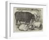 Prize Cattle and Sheep at the Smithfield Club Show-Samuel John Carter-Framed Giclee Print