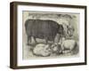 Prize Cattle and Sheep at the Smithfield Club Show-Samuel John Carter-Framed Giclee Print