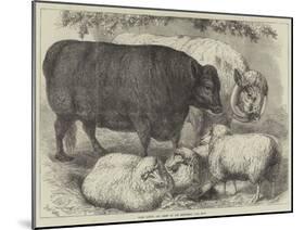 Prize Cattle and Sheep at the Smithfield Club Show-Samuel John Carter-Mounted Giclee Print