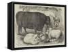 Prize Cattle and Sheep at the Smithfield Club Show-Samuel John Carter-Framed Stretched Canvas