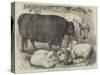 Prize Cattle and Sheep at the Smithfield Club Show-Samuel John Carter-Stretched Canvas