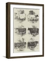 Prize Cattle at the Royal Agricultural Society's Show, at Exeter-Harrison William Weir-Framed Giclee Print