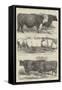 Prize Cattle at the Royal Agricultural Society's Show, at Lewes-Harrison William Weir-Framed Stretched Canvas