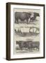 Prize Cattle at the Royal Agricultural Society's Show, at Lewes-Harrison William Weir-Framed Giclee Print