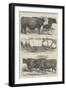 Prize Cattle at the Royal Agricultural Society's Show, at Lewes-Harrison William Weir-Framed Giclee Print