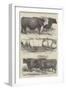 Prize Cattle at the Royal Agricultural Society's Show, at Lewes-Harrison William Weir-Framed Giclee Print