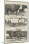 Prize Cattle at the Royal Agricultural Society's Show, at Lewes-Harrison William Weir-Mounted Giclee Print