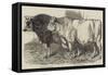 Prize Cattle at the Royal Agricultural Society's Show at Norwich-Harrison William Weir-Framed Stretched Canvas