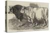 Prize Cattle at the Royal Agricultural Society's Show at Norwich-Harrison William Weir-Stretched Canvas