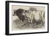 Prize Cattle at the Royal Agricultural Society's Show at Norwich-Harrison William Weir-Framed Giclee Print