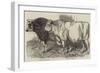 Prize Cattle at the Royal Agricultural Society's Show at Norwich-Harrison William Weir-Framed Giclee Print