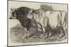 Prize Cattle at the Royal Agricultural Society's Show at Norwich-Harrison William Weir-Mounted Giclee Print