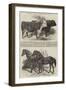 Prize Cattle, at the Royal Agricultural Society's Show, at Norwich-Harrison William Weir-Framed Giclee Print