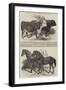 Prize Cattle, at the Royal Agricultural Society's Show, at Norwich-Harrison William Weir-Framed Giclee Print