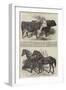 Prize Cattle, at the Royal Agricultural Society's Show, at Norwich-Harrison William Weir-Framed Giclee Print