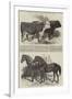 Prize Cattle, at the Royal Agricultural Society's Show, at Norwich-Harrison William Weir-Framed Giclee Print