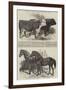 Prize Cattle, at the Royal Agricultural Society's Show, at Norwich-Harrison William Weir-Framed Giclee Print