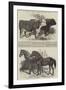 Prize Cattle, at the Royal Agricultural Society's Show, at Norwich-Harrison William Weir-Framed Giclee Print