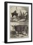 Prize Cattle at the Smithfield Club Cattle Show-Harrison William Weir-Framed Giclee Print