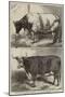 Prize Cattle at the Smithfield Club Cattle Show-Harrison William Weir-Mounted Giclee Print