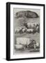 Prize Cattle at the Smithfield Club Cattle Show-Harrison William Weir-Framed Giclee Print