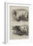 Prize Cattle at the Smithfield Club Show-Alfred Sheldon-Williams-Framed Giclee Print