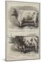 Prize Cattle at the Smithfield Club Show-Alfred Sheldon-Williams-Mounted Giclee Print