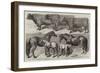 Prize Cattle, Etc, from the Royal Agricultural Show at Warwick-Harrison William Weir-Framed Giclee Print