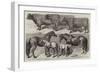 Prize Cattle, Etc, from the Royal Agricultural Show at Warwick-Harrison William Weir-Framed Giclee Print