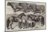 Prize Cattle, Etc, from the Royal Agricultural Show at Warwick-Harrison William Weir-Mounted Giclee Print